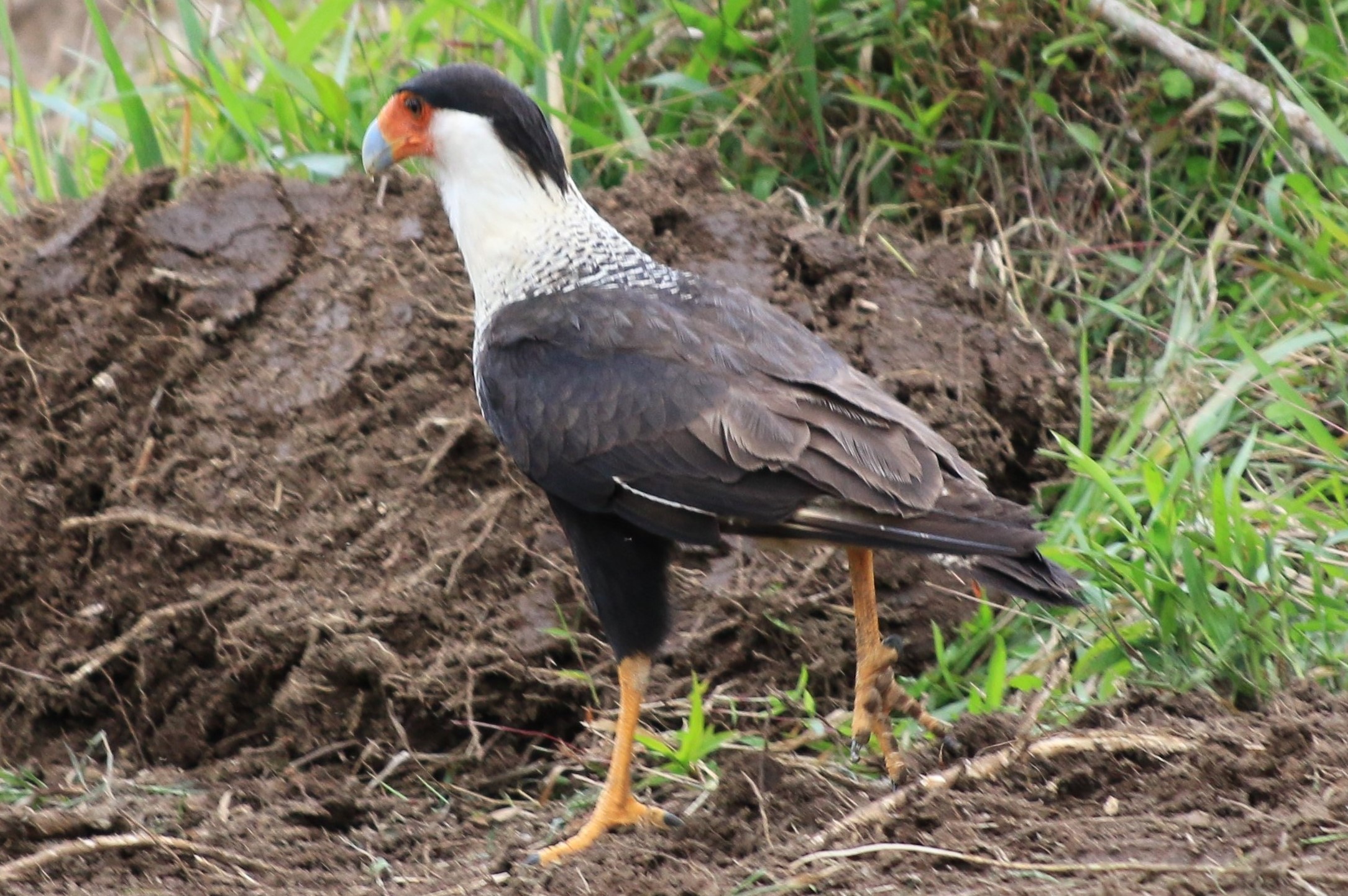 Costa Rica